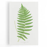 Fine Art Realism: Botanical Fern Illustration Realism Wall Art Canvas