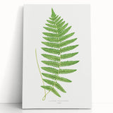 Fine Art Realism: Botanical Fern Illustration Realism Wall Art Canvas
