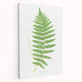 Fine Art Realism: Botanical Fern Illustration Realism Wall Art Canvas