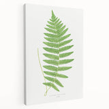 Fine Art Realism: Botanical Fern Illustration Realism Wall Art Canvas