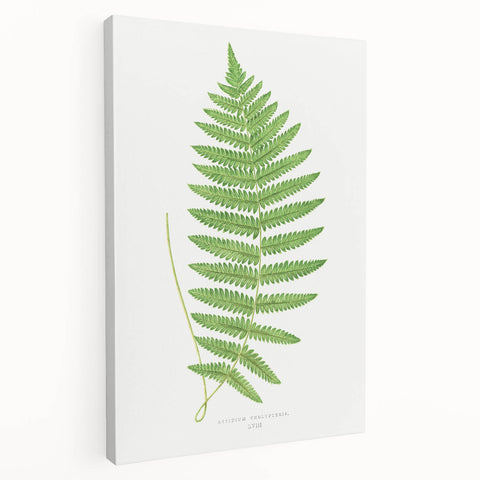 Fine Art Realism: Botanical Fern Illustration Realism Wall Art Canvas