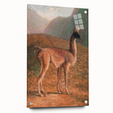 Romanticism Art: Guanaco by Agasse - Classic Wildlife Canvas Print
