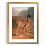 Romanticism Art: Guanaco by Agasse - Classic Wildlife Canvas Print