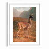 Romanticism Art: Guanaco by Agasse - Classic Wildlife Canvas Print