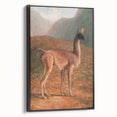 Romanticism Art: Guanaco by Agasse - Classic Wildlife Canvas Print
