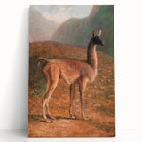Romanticism Art: Guanaco by Agasse - Classic Wildlife Canvas Print