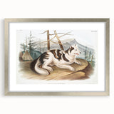 Romanticism Art: Hare Indian Dog by Audubon - Wildlife Canvas Print