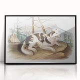Romanticism Art: Hare Indian Dog by Audubon - Wildlife Canvas Print