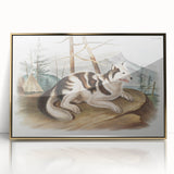 Romanticism Art: Hare Indian Dog by Audubon - Wildlife Canvas Print