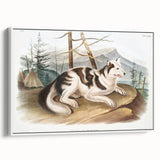 Romanticism Art: Hare Indian Dog by Audubon - Wildlife Canvas Print