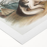 Romanticism Art: Hare Indian Dog by Audubon - Wildlife Canvas Print