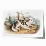 Romanticism Art: Hare Indian Dog by Audubon - Wildlife Canvas Print