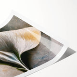 Contemporary Floral Wall Art – White Calla Lily Canvas Print