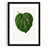 Romanticism Art: Cissus Porphyrophyllus Leaf - Botanical Canvas Print