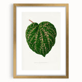 Romanticism Art: Cissus Porphyrophyllus Leaf - Botanical Canvas Print