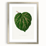 Romanticism Art: Cissus Porphyrophyllus Leaf - Botanical Canvas Print