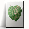 Romanticism Art: Cissus Porphyrophyllus Leaf - Botanical Canvas Print