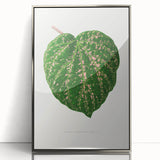 Romanticism Art: Cissus Porphyrophyllus Leaf - Botanical Canvas Print