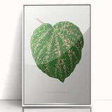 Romanticism Art: Cissus Porphyrophyllus Leaf - Botanical Canvas Print