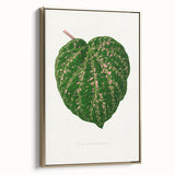 Romanticism Art: Cissus Porphyrophyllus Leaf - Botanical Canvas Print
