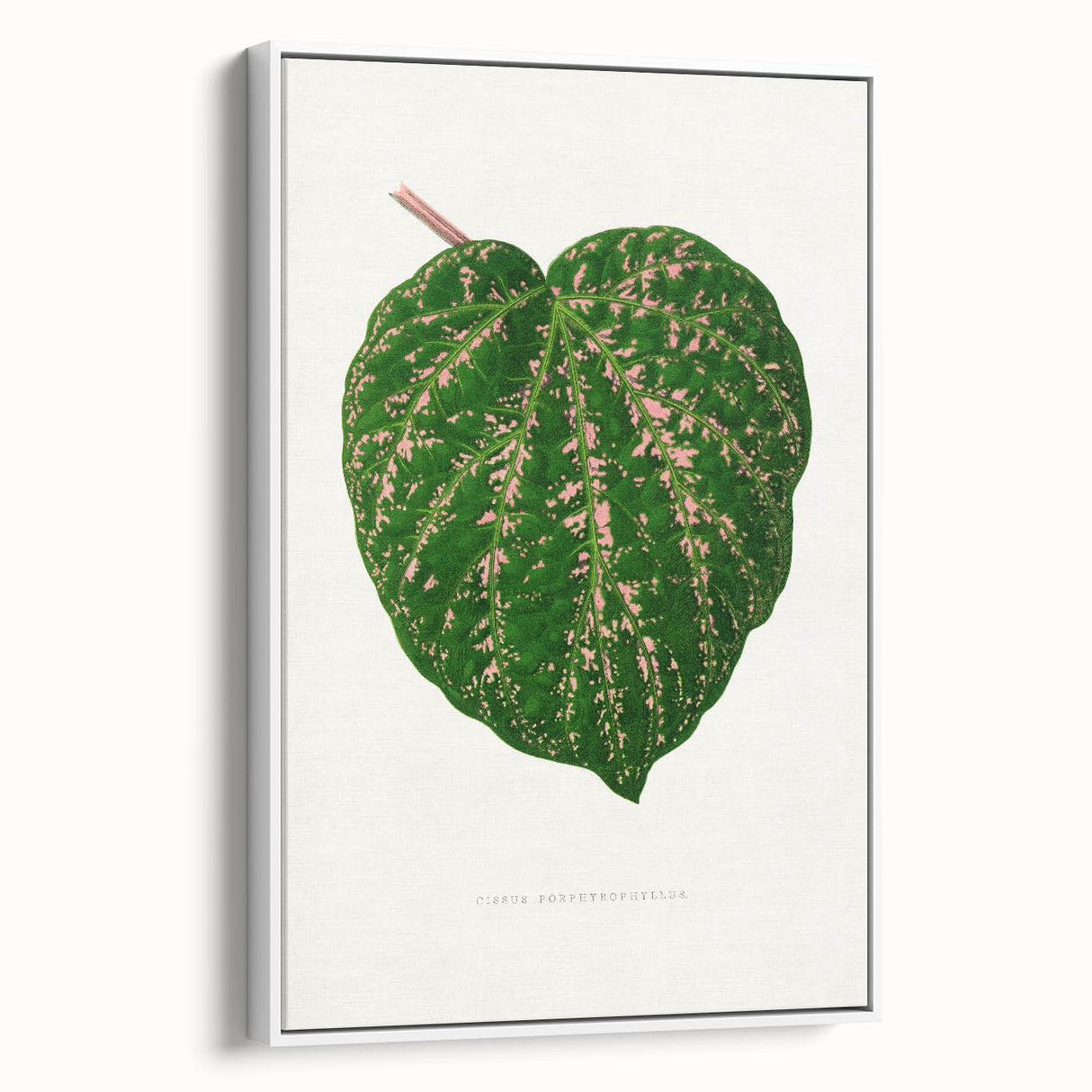 Romanticism Art: Cissus Porphyrophyllus Leaf - Botanical Canvas Print
