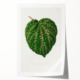 Romanticism Art: Cissus Porphyrophyllus Leaf - Botanical Canvas Print