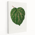 Romanticism Art: Cissus Porphyrophyllus Leaf - Botanical Canvas Print