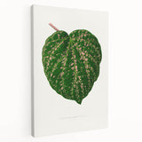 Romanticism Art: Cissus Porphyrophyllus Leaf - Botanical Canvas Print