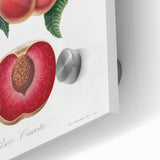 Romanticism Art: Carrot Peach by Gallesio - Botanical Canvas Print