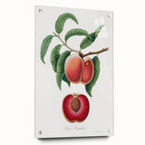 Romanticism Art: Carrot Peach by Gallesio - Botanical Canvas Print