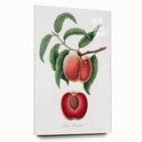 Romanticism Art: Carrot Peach by Gallesio - Botanical Canvas Print