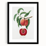 Romanticism Art: Carrot Peach by Gallesio - Botanical Canvas Print