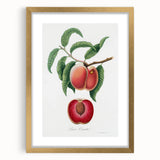 Romanticism Art: Carrot Peach by Gallesio - Botanical Canvas Print