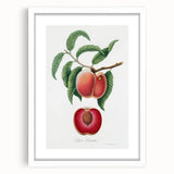 Romanticism Art: Carrot Peach by Gallesio - Botanical Canvas Print
