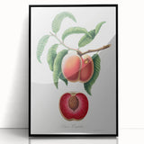 Romanticism Art: Carrot Peach by Gallesio - Botanical Canvas Print
