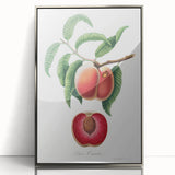 Romanticism Art: Carrot Peach by Gallesio - Botanical Canvas Print