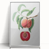 Romanticism Art: Carrot Peach by Gallesio - Botanical Canvas Print