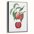 Romanticism Art: Carrot Peach by Gallesio - Botanical Canvas Print
