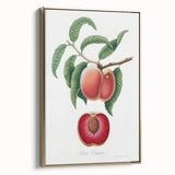 Romanticism Art: Carrot Peach by Gallesio - Botanical Canvas Print