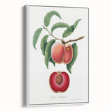 Romanticism Art: Carrot Peach by Gallesio - Botanical Canvas Print