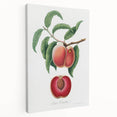 Romanticism Art: Carrot Peach by Gallesio - Botanical Canvas Print