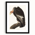 Romanticism Art: Californian Vulture by Audubon - Wildlife Canvas Print