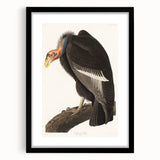 Romanticism Art: Californian Vulture by Audubon - Wildlife Canvas Print