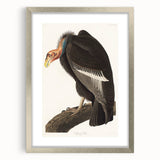 Romanticism Art: Californian Vulture by Audubon - Wildlife Canvas Print