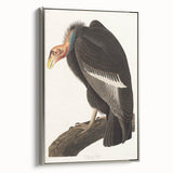 Romanticism Art: Californian Vulture by Audubon - Wildlife Canvas Print