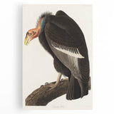 Romanticism Art: Californian Vulture by Audubon - Wildlife Canvas Print