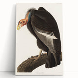 Romanticism Art: Californian Vulture by Audubon - Wildlife Canvas Print