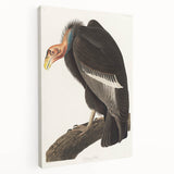 Romanticism Art: Californian Vulture by Audubon - Wildlife Canvas Print