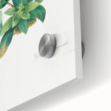 Neoclassical Art Print of Gentiana Acaulis by Redouté - Classical Style