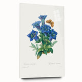 Neoclassical Art Print of Gentiana Acaulis by Redouté - Classical Style